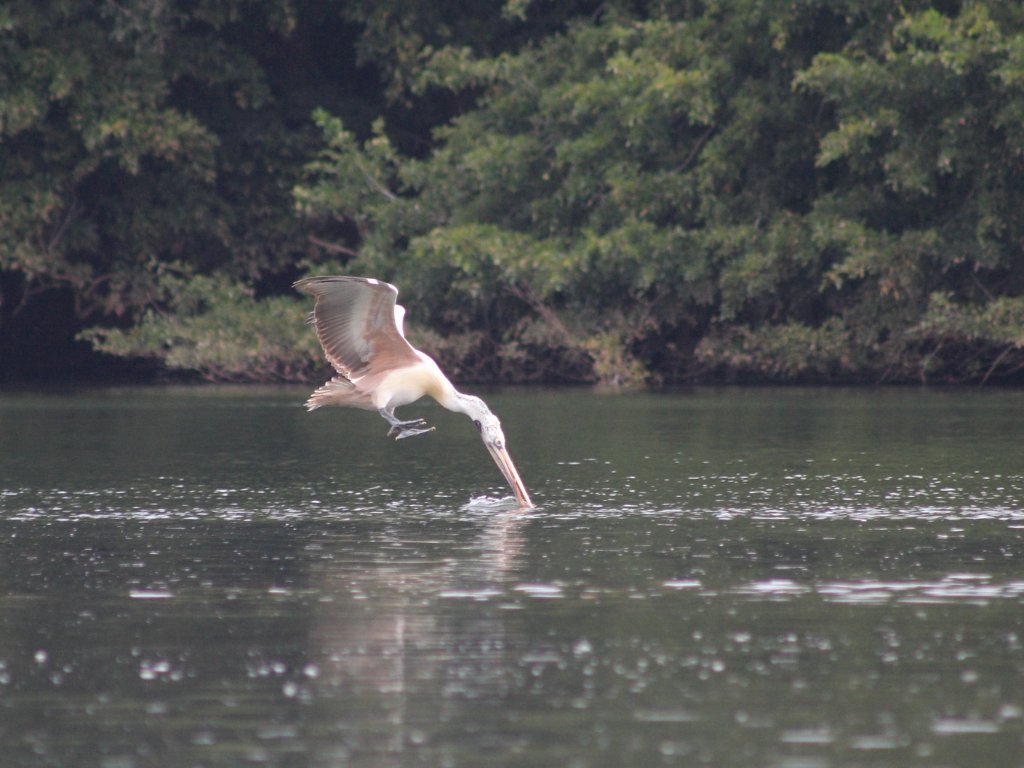 40-Fishing pelican.jpg - Fishing pelican